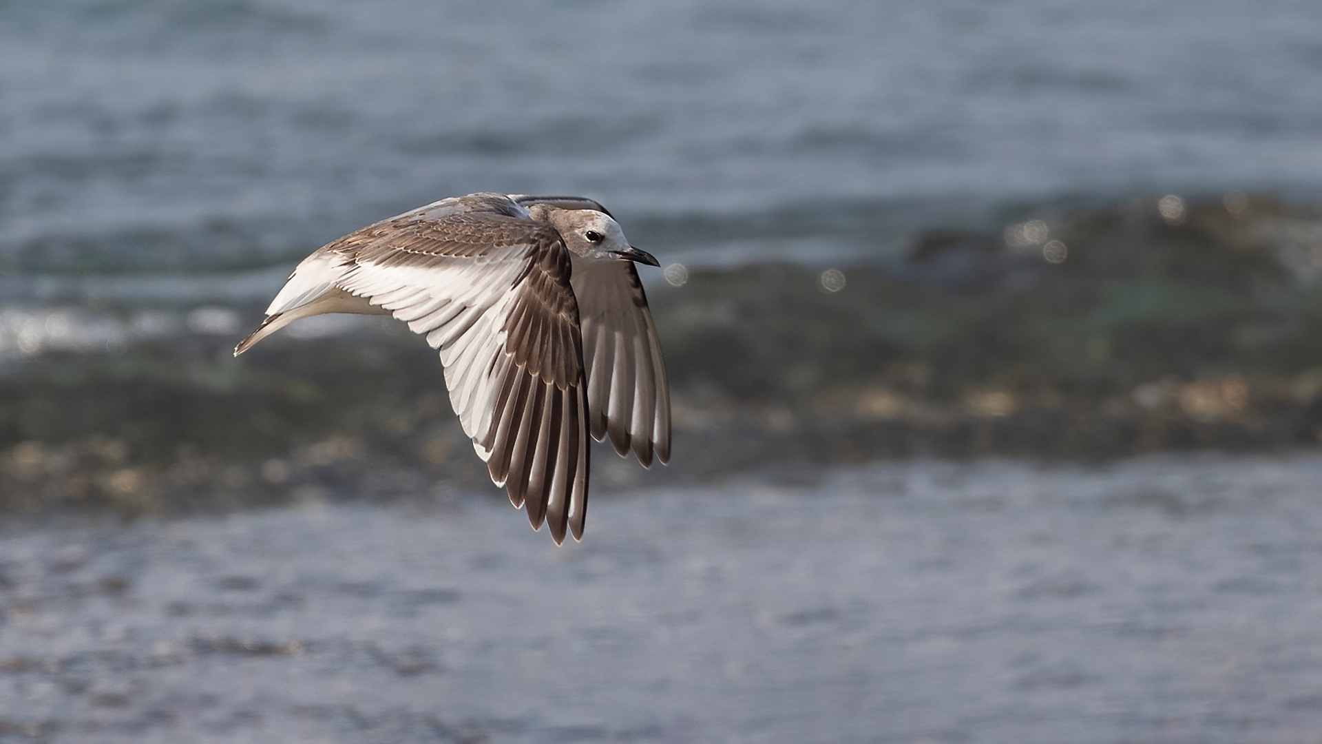 Sabine's Gull